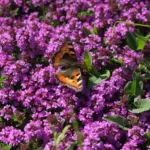 Proč zkušení zahradníci sázejí tyto 5 trvalek místo neustálého pletí