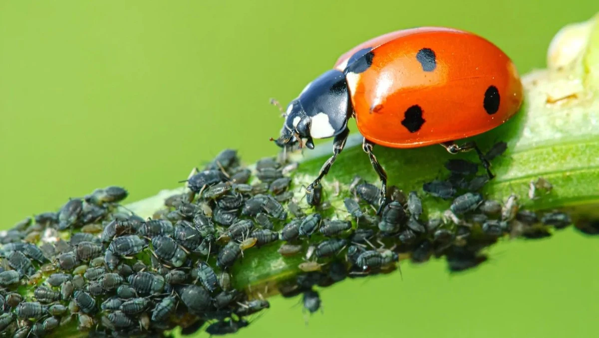 Proč zkušení zahradníci dávají na listy jasmínu lžičku mýdla