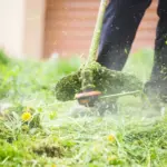 Proč zkušení zahrádkáři letos nechávají pampelišky v trávníku