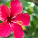 Proč zkušení zahradníci zapichují řízky ibišku do brambory