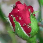 Proč zkušení zahradníci stříkají růže obyčejným mlékem