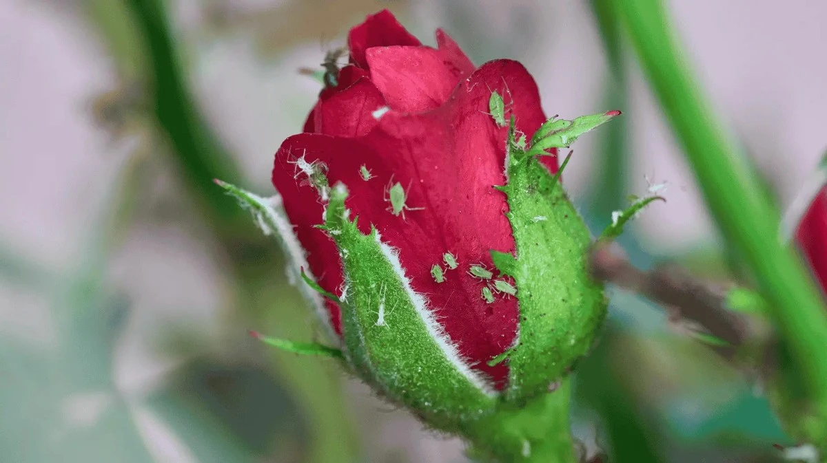 Proč zkušení zahradníci stříkají růže obyčejným mlékem
