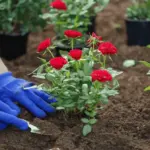 Proč zkušení zahradníci končí s výsadbou růží hned po dubnu