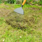 Proč zkušení zahradníci sypou na trávník lžíci jedlé sody