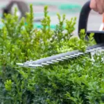 Proč zkušení zahradníci stříhají buxus jen při zatažené obloze