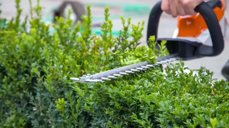 Proč zkušení zahradníci stříhají buxus jen při zatažené obloze