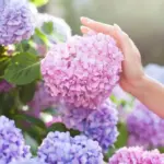 Proč zkušení zahrádkáři sypou kávovou sedlinu k hortenziím