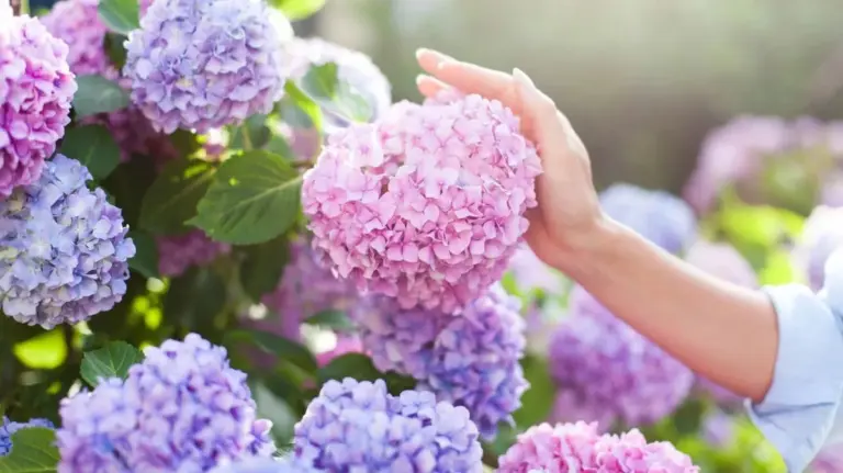 Proč zkušení zahrádkáři sypou kávovou sedlinu k hortenziím