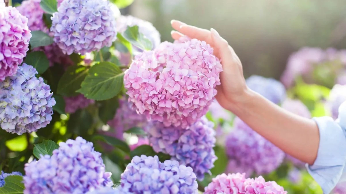 Proč zkušení zahrádkáři sypou kávovou sedlinu k hortenziím