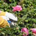 Proč zkušení zahradníci stříhají růže, až když rozkvete zlatice