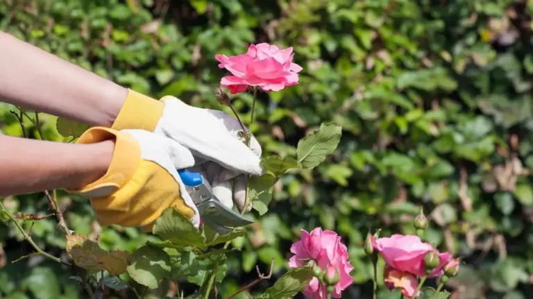 Proč zkušení zahradníci stříhají růže, až když rozkvete zlatice