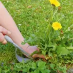 Proč zkušení zahradníci lijí na pampelišky v trávníku horkou vodu