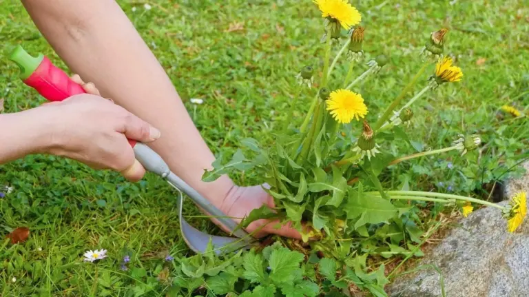 Proč zkušení zahradníci lijí na pampelišky v trávníku horkou vodu