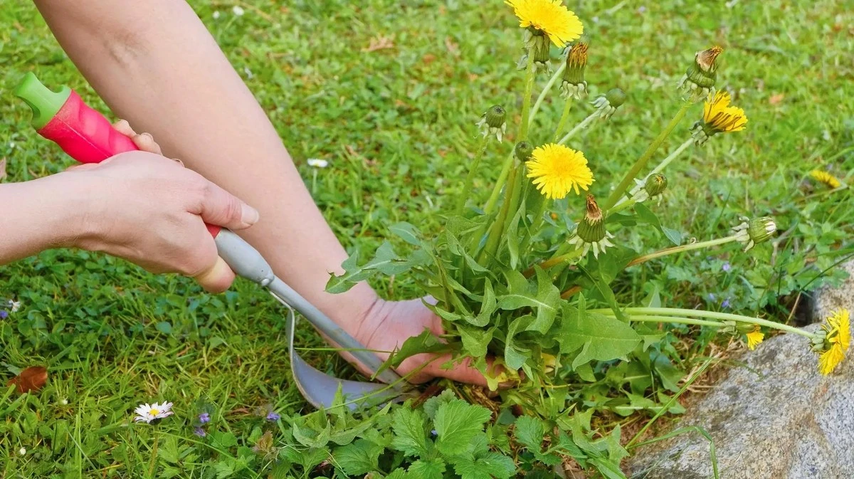 Proč zkušení zahradníci lijí na pampelišky v trávníku horkou vodu