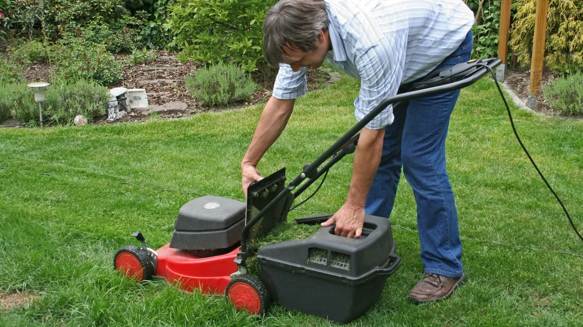 Proč zkušení zahradníci sypou posekanou trávu pod rajčata