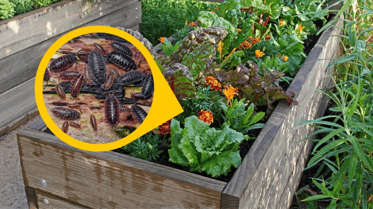 Proč zkušení zahrádkáři dávají do vyvýšených záhonů mokrou utěrku