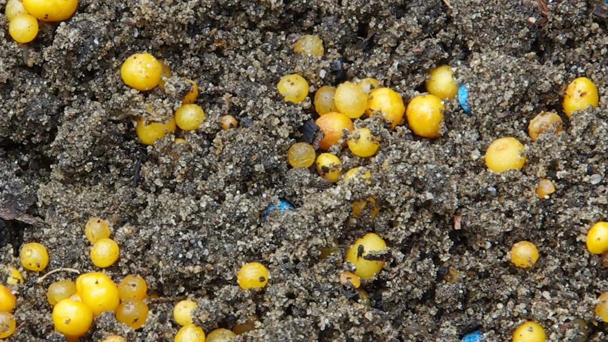 Proč zkušení zahrádkáři při přesazování mačkají žluté kuličky v hlíně