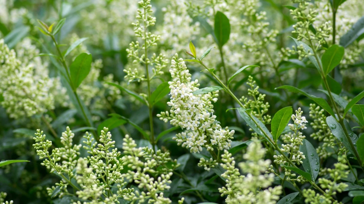 Proč zkušení zahradníci sázejí ptačí zob místo bobkovišně
