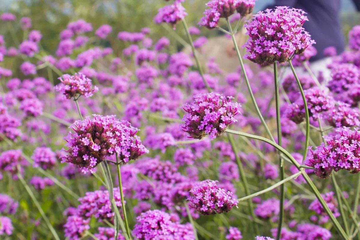 Proč zkušení zahradníci sázejí v létě čistec místo růží