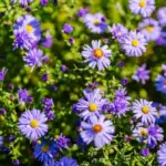 Proč zkušení zahradníci sázejí fialové trvalky doprostřed záhonů