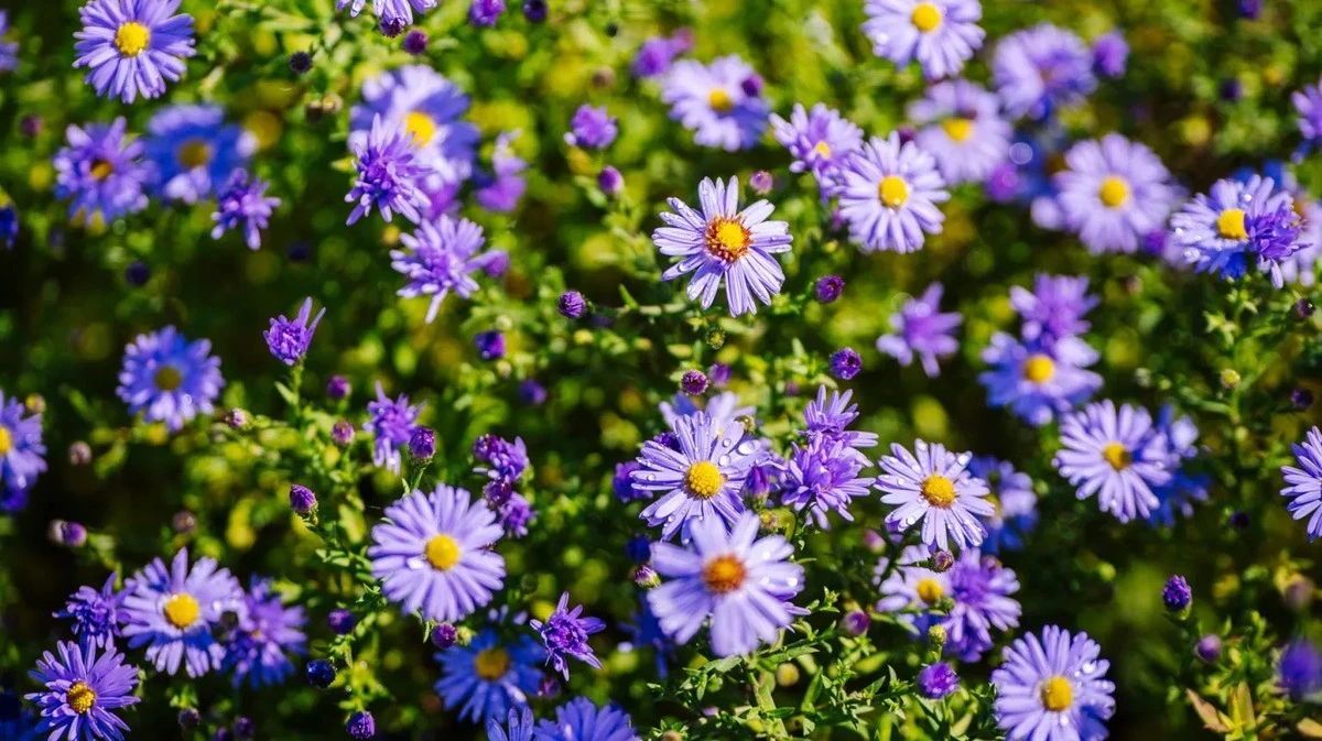 Proč zkušení zahradníci sázejí fialové trvalky doprostřed záhonů