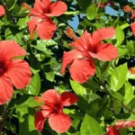 Proč zkušení zahradníci stříhají ibišek už v březnu