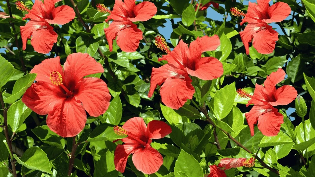 Proč zkušení zahradníci stříhají ibišek už v březnu