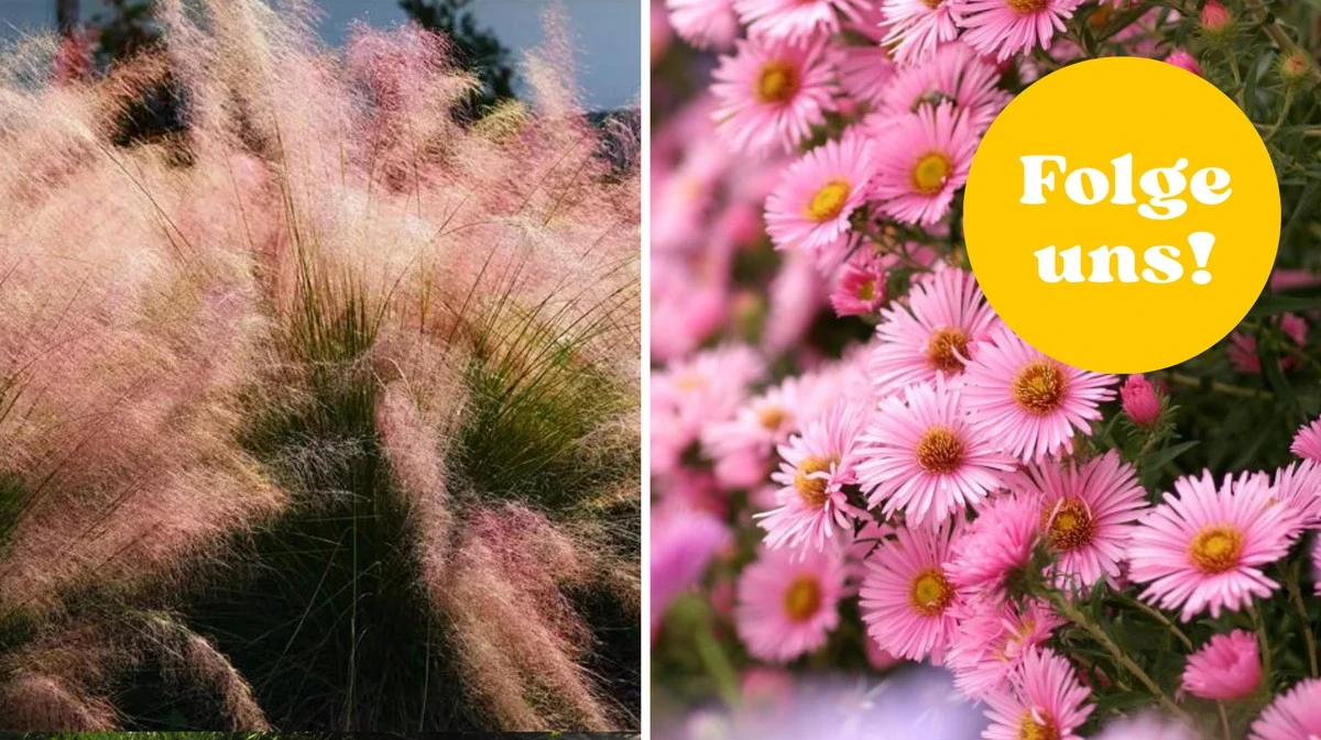 Proč zkušení zahradníci sázejí tyto růžové trvalky vždy po třech kusech