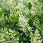 Proč zkušení zahradníci nahrazují bobkovišeň těmito 5 keři