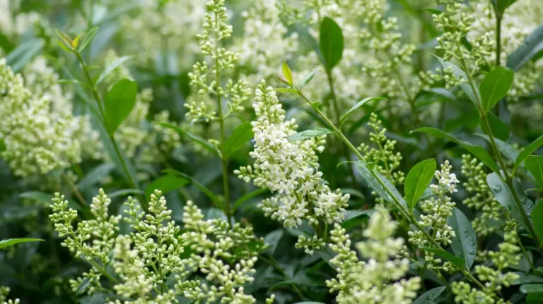 Proč zkušení zahradníci nahrazují bobkovišeň těmito 5 keři