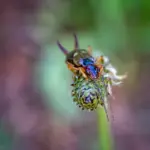 Proč zkušení zahradníci věší na ovocné stromy květináče se slámou