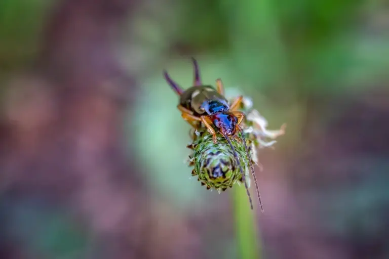 Proč zkušení zahradníci věší na ovocné stromy květináče se slámou