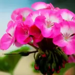 Proč zkušení zahradníci už nekupují muškáty: 3 květiny, které jsou pro včely jen prázdnou dekorací