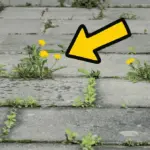 Proč zkušení zahrádkáři dávají do spár v dlažbě ocelový kartáč