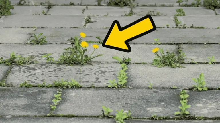 Proč zkušení zahrádkáři dávají do spár v dlažbě ocelový kartáč