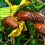 Proč zkušení zahrádkáři sázejí k záhonům "obětní" rostliny