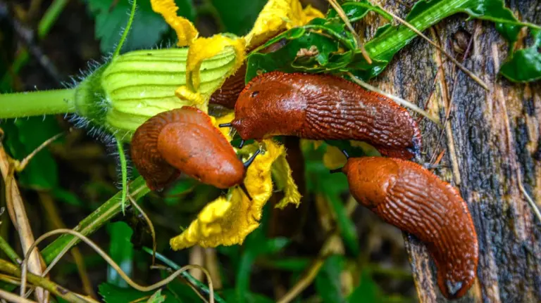 Proč zkušení zahrádkáři sázejí k záhonům "obětní" rostliny