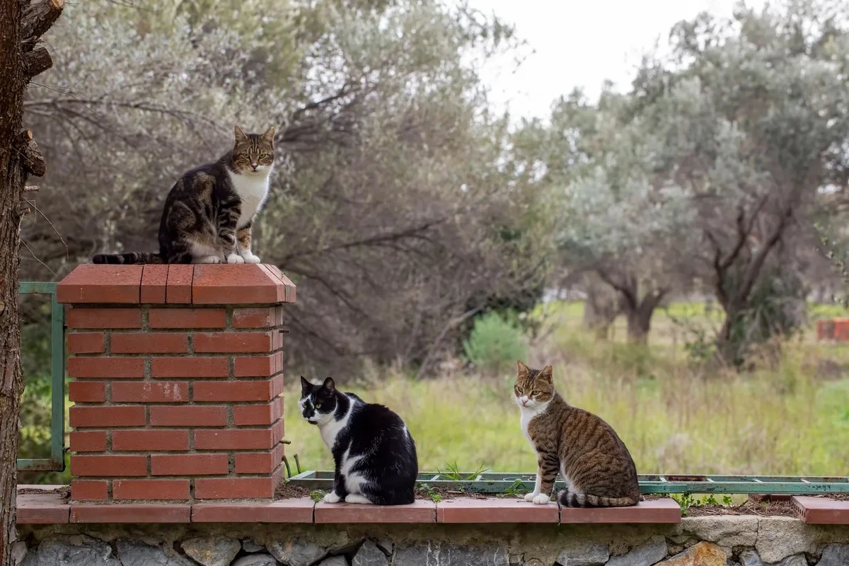 Proč zkušení zahrádkáři dávají kůru z citronu na okraj záhonu