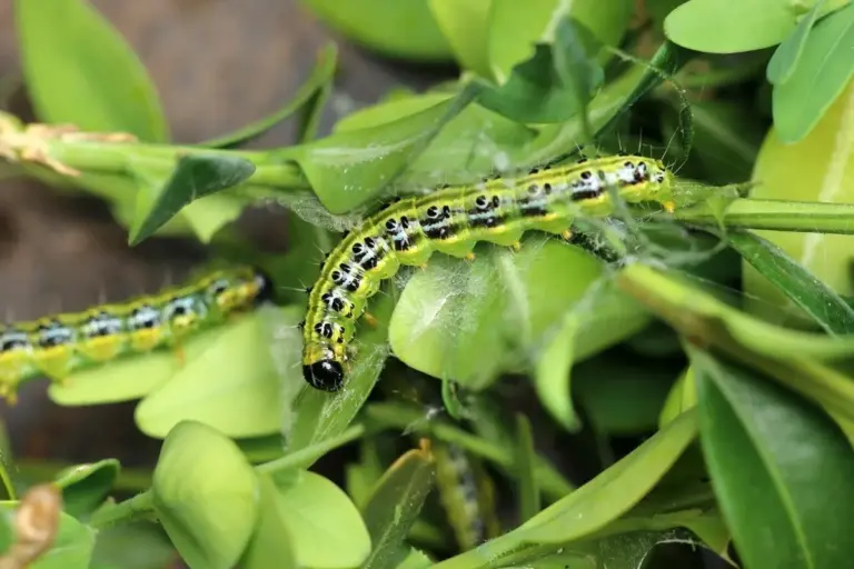 Proč zkušení zahradníci navlékají na své buxusy černé pytle na odpadky