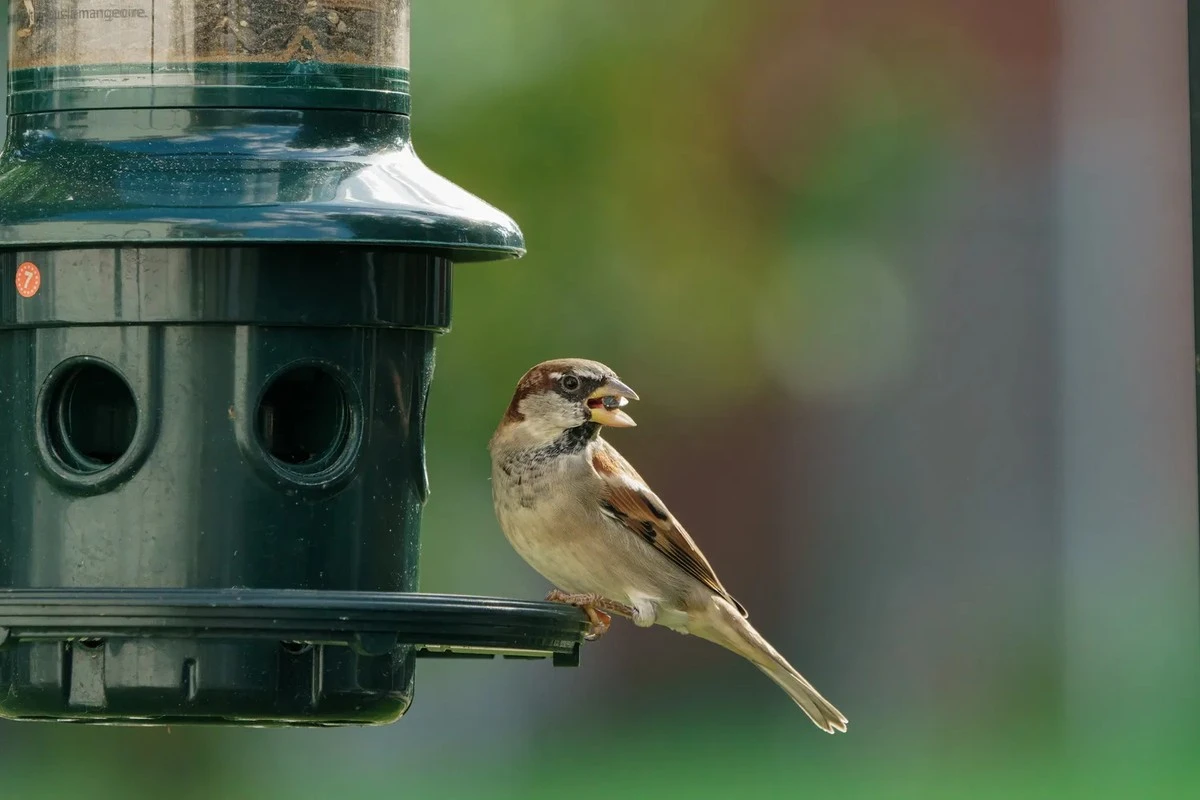 Proč zkušení zahradníci v dubnu věší na stromy staré hrnky