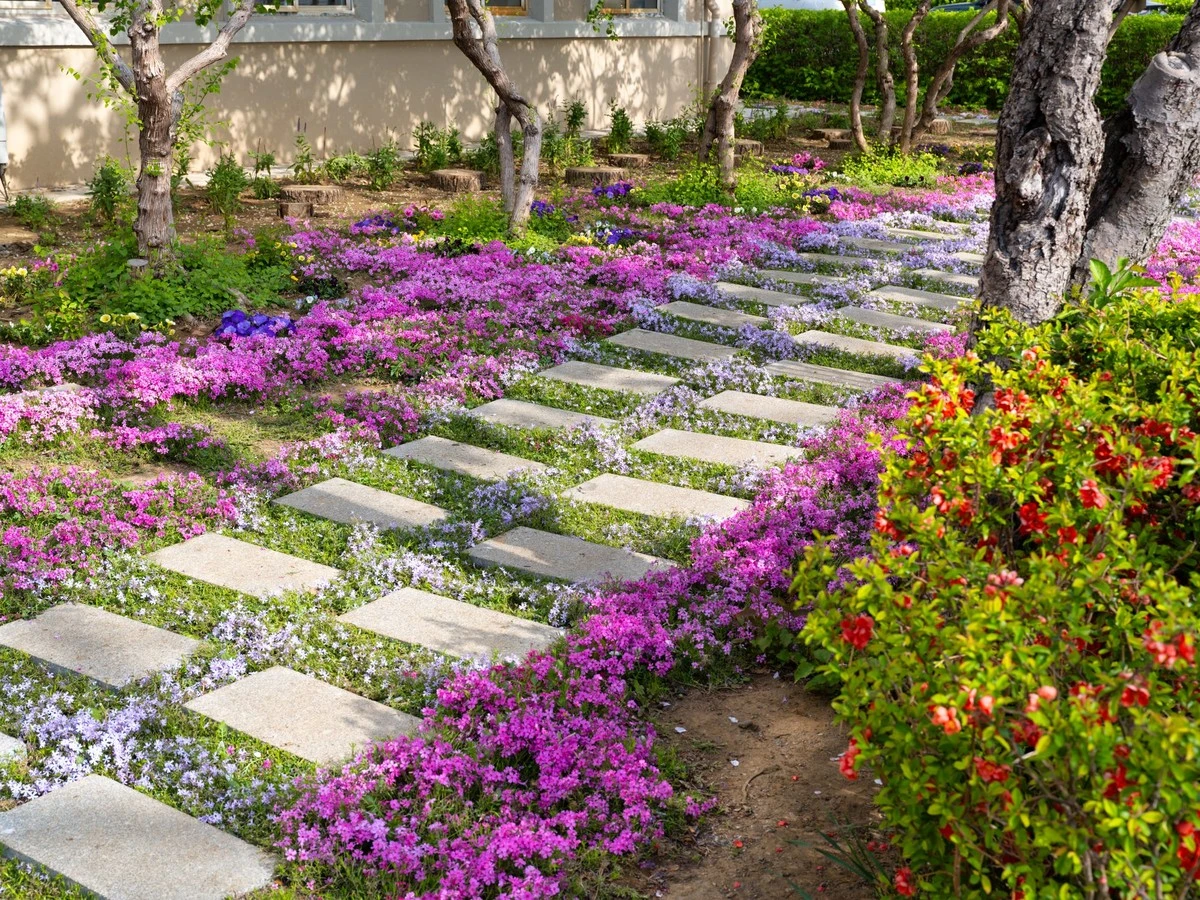 Proč zkušení zahradníci sázejí tyto 5 trvalek místo neustálého pletí - image 1