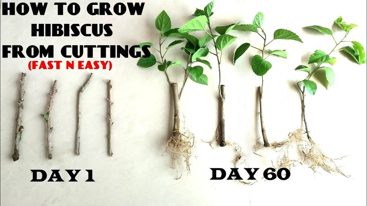 Proč zkušení zahradníci zapichují řízky ibišku do brambory - image 1