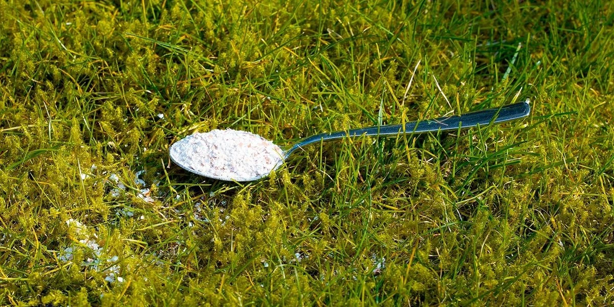 Proč zkušení zahradníci sypou na trávník lžíci jedlé sody - image 1