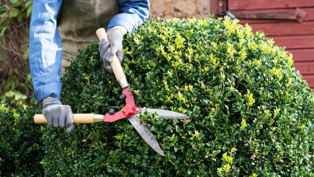 Proč zkušení zahradníci stříhají buxus jen při zatažené obloze - image 1