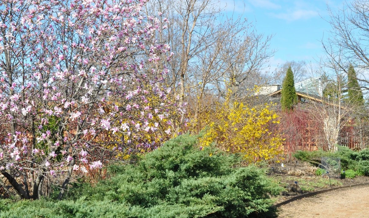 Proč zkušení zahradníci stříhají růže, až když rozkvete zlatice - image 1