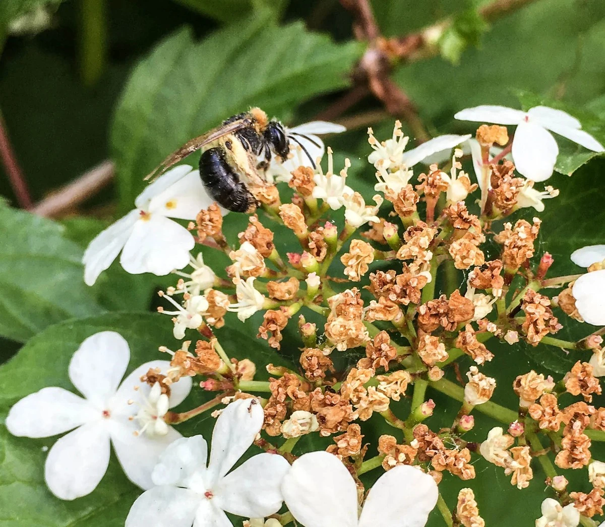 Proč zkušení zahradníci místo bobkovišně sází černý bez - image 1
