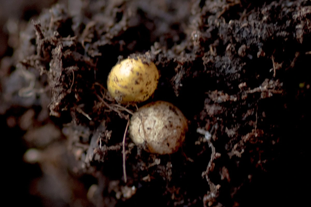 Proč zkušení zahrádkáři při přesazování mačkají žluté kuličky v hlíně - image 1