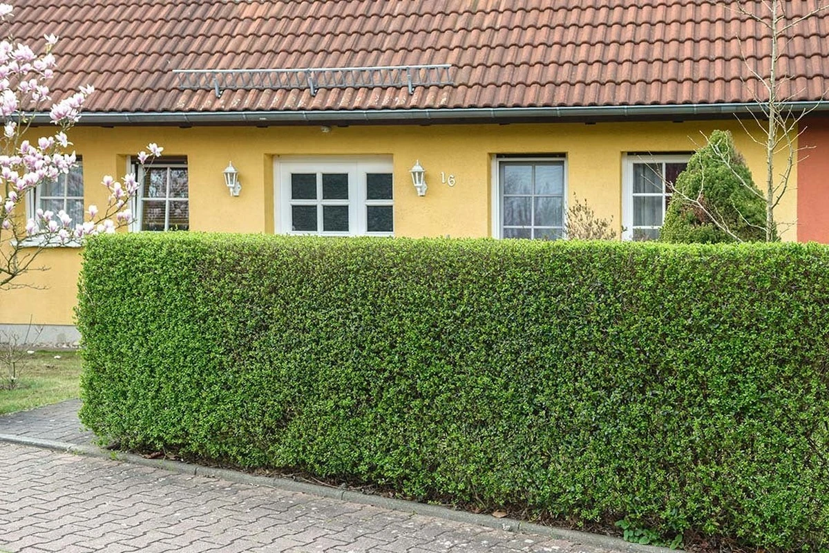 Proč zkušení zahradníci sázejí ptačí zob místo bobkovišně - image 1