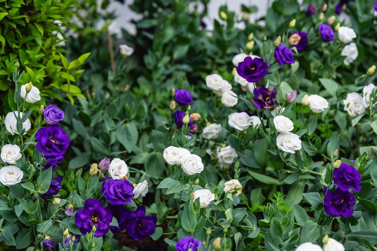 Proč zkušení zahradníci hledají v zahradnictvích právě fialovou růži Heidi Klum - image 1