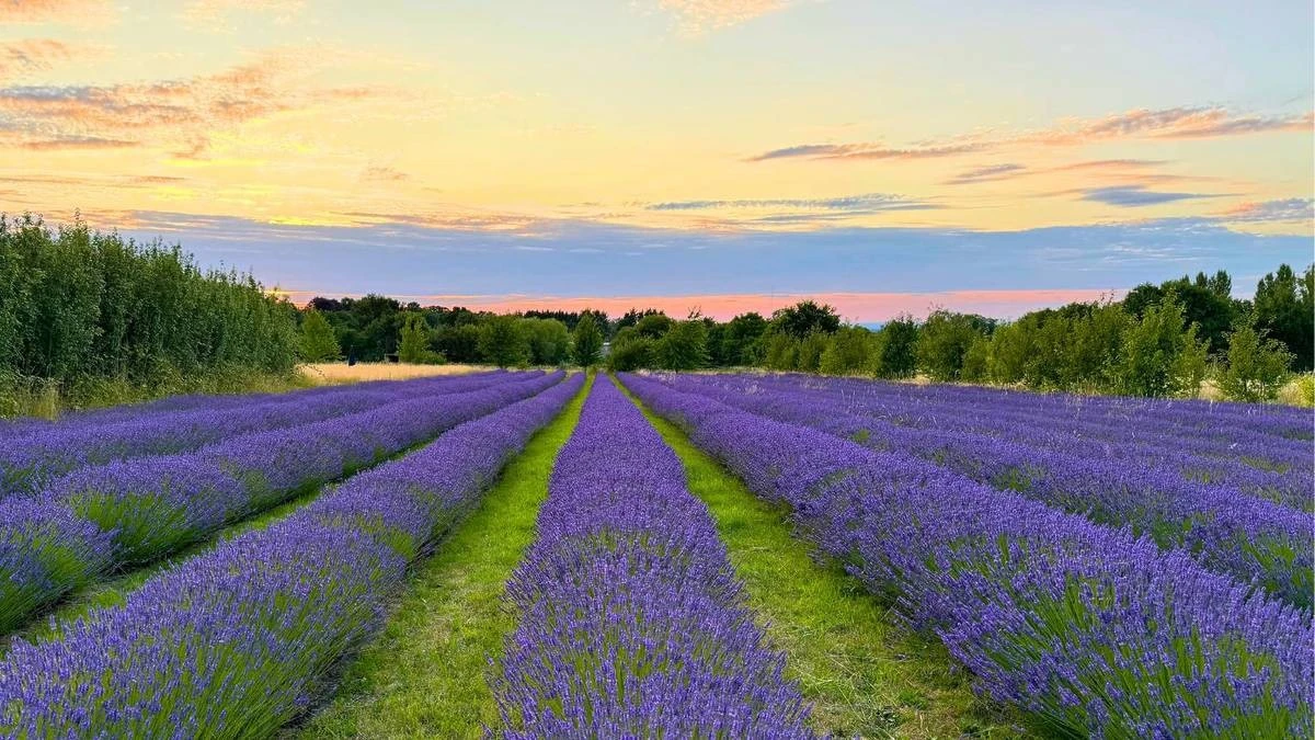 Proč zkušení zahradníci sázejí fialové trvalky doprostřed záhonů - image 1